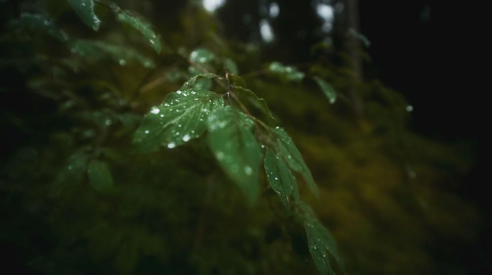 Die Natur blüht auf.