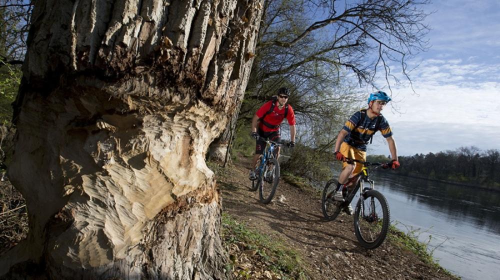 Rheinufer-Trail (Eglisau – Schaffhausen)