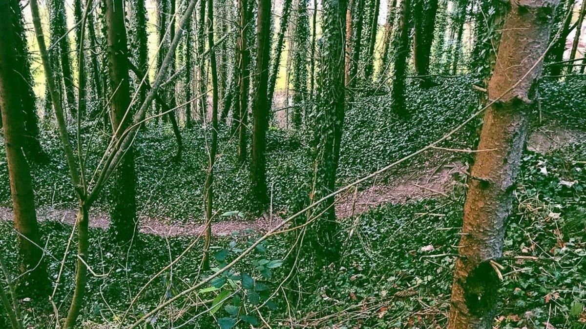 Winterthur Singletrail Mountainbike IG Biketrails 