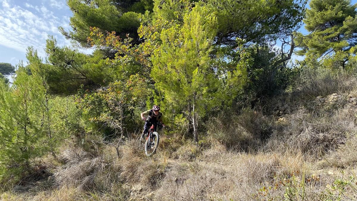Cipressa