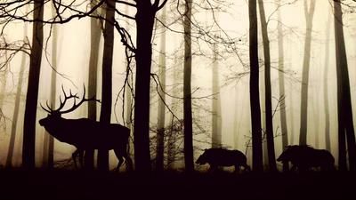 Wildtiere Pixabay
