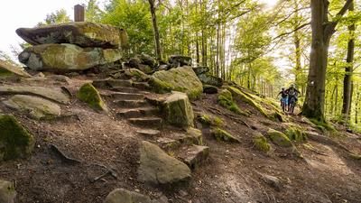 Weltachs (Pfälzerwald)