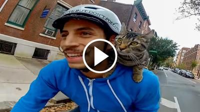 Bikende Katze 2020