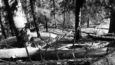 Uetliberg Zürich Mountainbike Harakiri Trail