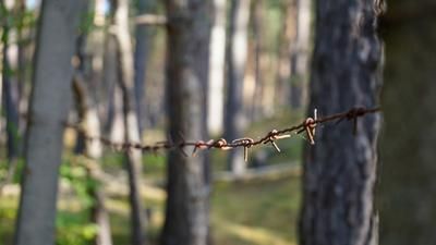 Stacheldraht Wald